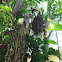 Fishtail palm