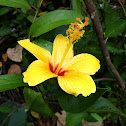 hibiscus