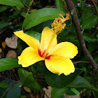 hibiscus