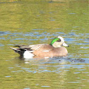 American Wigeon