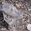 Zebra-tailed Lizard