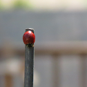 Spotless Ladybug