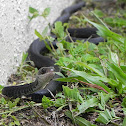 Southern Black Racer Snake