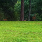 White-tailed Deer