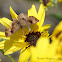 Fatal Metalmark