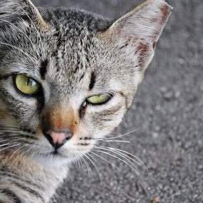 What the... by Thomas Kuan - Pets Cats ( cats feline meow neko )