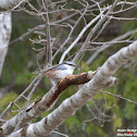 Eurasian Nuthatch