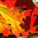 White oak