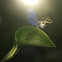 Commelina sp