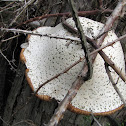 Fungi