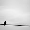 Kestrel