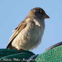 House Sparrow; Gorrión Común
