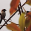 white-rumped munia
