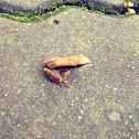 Rama adenopkeura Boulenger