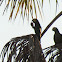 Guacamaya