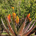 Mountain Aloe