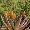 Mountain Aloe
