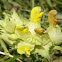 Greater yellow wrattler