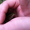 Leopard frog