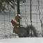 Gray Squirrel