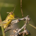 Grasshopper sps