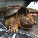 Eastern Snapping Turtle