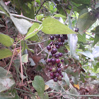 Smilax aspera (Zarzaparrilla)