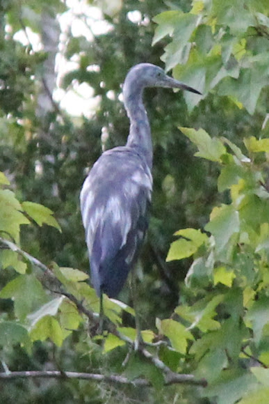 Spotting Image 1