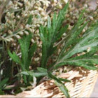 Mugwort