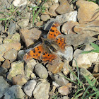 Comma