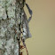 Orange-tipped Leaf-footed Bug