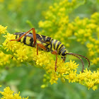 Locust Borer Beetle
