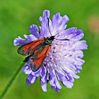 Transparent Burnet