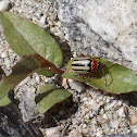 Beetle