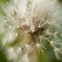 Common Dandelion