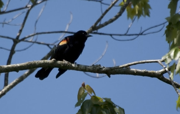 Spotting Image 1