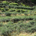 Tea plant