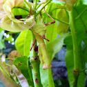 Mantis