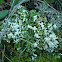 Cladonia