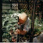 Renemarie's Greenhouse garden