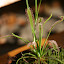 Drosera Capensis
