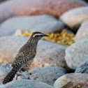 Cactus Wren