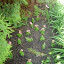 Annuals