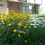 The "yellows" are in full bloom