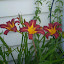 Garden4ever's Foundation garden
