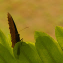 Common Palmfly