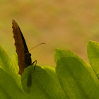 Common Palmfly