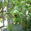 Guava
