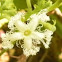 chichinger phool