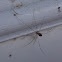 Daddy Long-legs Spider